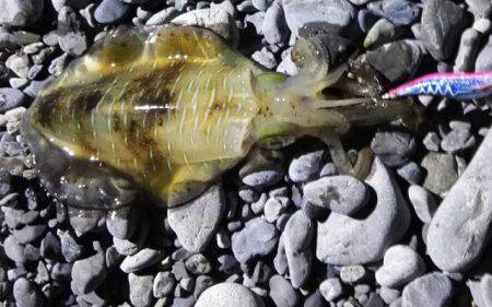 石津浜エギングの釣果